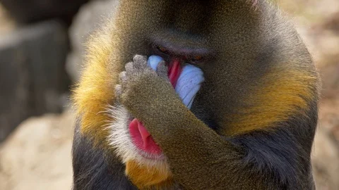 Mandrill (Mandrillus sphinx) gesturing Stock Footage 88544292