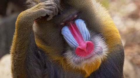 Mandrill (Mandrillus sphinx) gesturing Stock-Footage 88545023