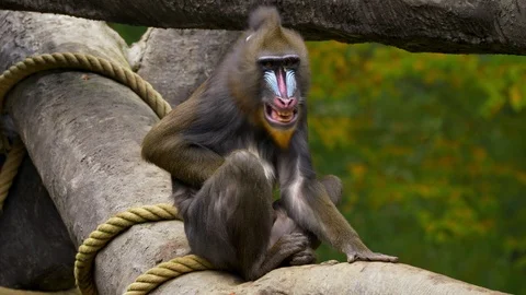 Mandrill (Mandrillus sphinx) gesturing Stock Footage 102927785