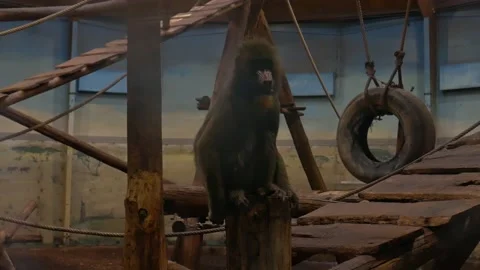 Mandrill Mandrillus sphinx monkey sitting on log enclosure baby animal zoo Stock Footage 213971133