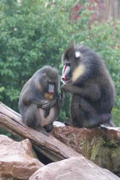 Mandrill - Mandrillus sphinx Stock Photos