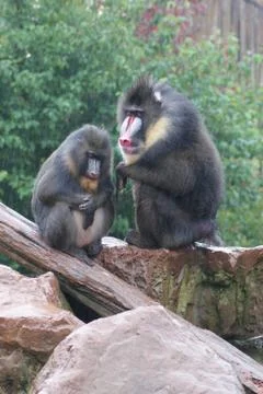 Mandrill - Mandrillus sphinx Foto stock