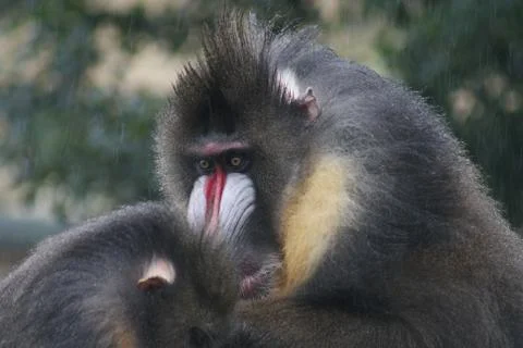 Mandrill - Mandrillus sphinx Stock Photos