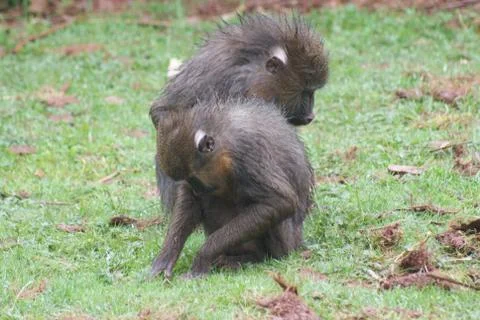 Mandrill - Mandrillus sphinx Stock Photos