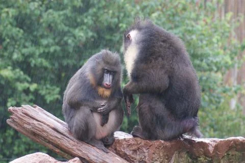 Mandrill - Mandrillus sphinx Foto stock