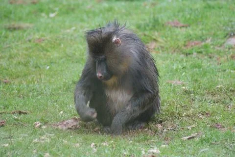 Mandrill - Mandrillus sphinx Stock Photos