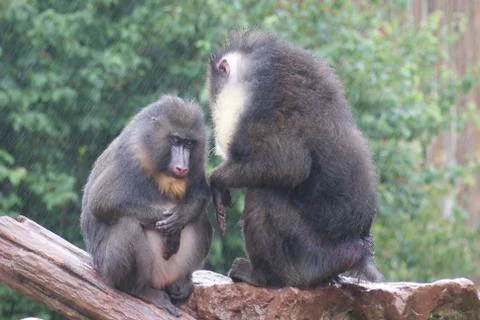 Mandrill - Mandrillus sphinx Stock-Fotos