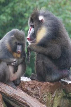 Mandrill - Mandrillus sphinx Stock Photos