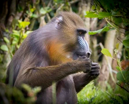 Mandrill (Mandrillus sphinx) Stock Photos