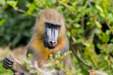 Mandrill (Mandrillus sphinx) Stock Photos