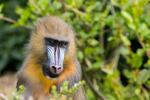 Mandrill (Mandrillus sphinx) Stock Photos