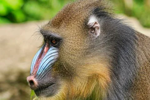 Mandrill (Mandrillus sphinx) Stock Photos
