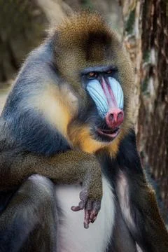 Mandrill (Mandrillus sphinx) Stock Photos