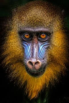 Mandrill (Mandrillus sphinx) Stock Photos