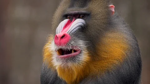 Mandrill (Mandrillus sphinx) portrait Stock-Footage 88542559