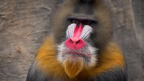 Mandrill (Mandrillus sphinx) portrait Video stock 88542803