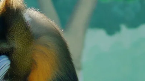 Mandrill (Mandrillus sphinx) is primate of monkey Stock Footage