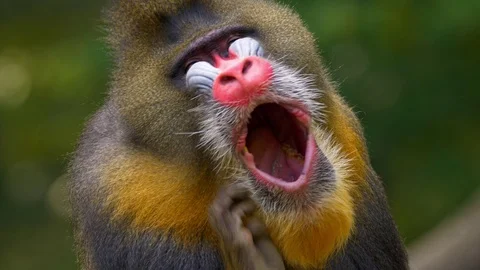 Mandrill (Mandrillus sphinx) scratching Vidéo 102931289