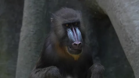 Mandrill, Mandrillus sphinx, sitting on tree branch in dark tropical forest with Stock Footage 321411175