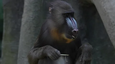 Mandrill, Mandrillus sphinx, sitting on tree branch in dark tropical forest with Stock Footage 321411291