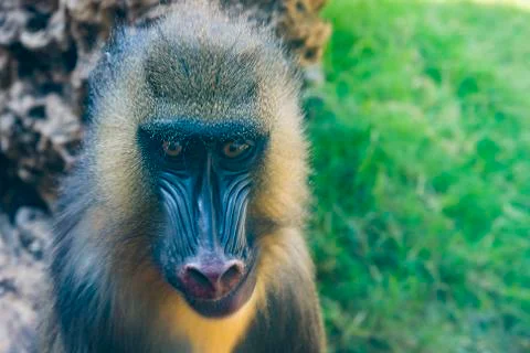 Mandrill, Mandrillus sphinx, sitting on tree branch in dark tropical forest.  Stock Photos