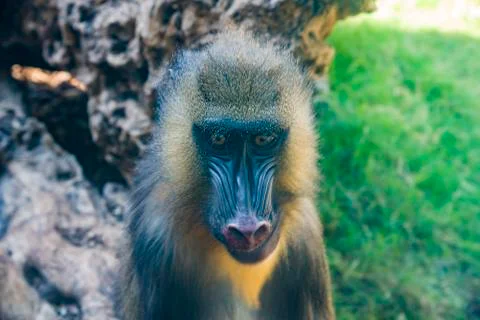 Mandrill, Mandrillus sphinx, sitting on tree branch in dark tropical forest.  Stock Photos