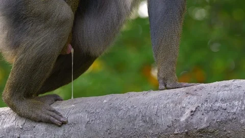 Mandrill (Mandrillux sphinx) ejaculating Stock Footage 102930563