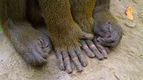 Mandrill (Mandrillux sphinx) hands Vidéo 102928240