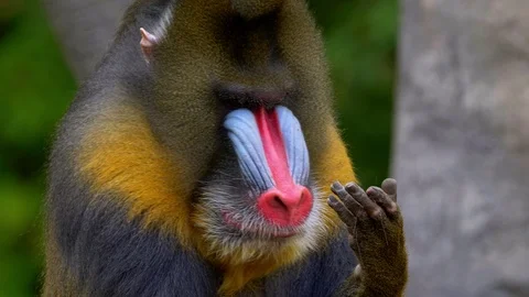 Mandrill (Mandrillux sphinx) hands Stock Footage 103113168