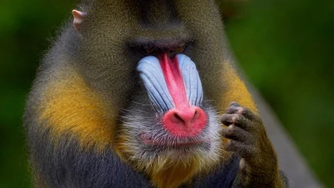 Mandrill (Mandrillux sphinx) portrait Stock Footage 103113385