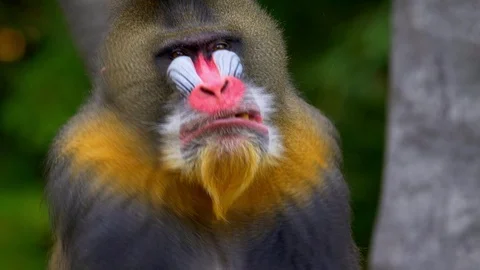 Mandrill (Mandrillux sphinx) portrait Vidéo 103113735