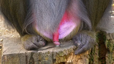 Mandrill (Mandrillux sphinx) urinating Видео 102930349