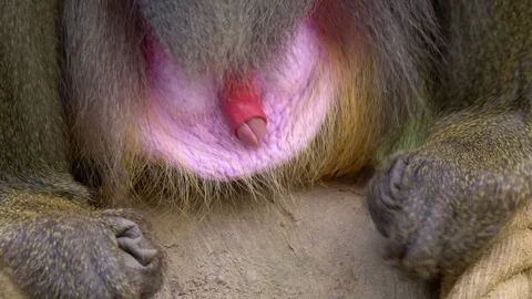 Mandrill (Mandrillux sphinx) urinating Vídeo Stock 102930529