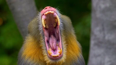 Mandrill (Mandrillux sphinx) yawning Vidéo 103114229