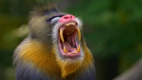Mandrill (Mandrillux sphinx) yawning Vidéo 103114345