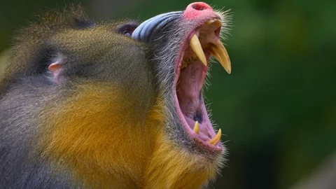 Mandrill (Mandrillux sphinx) yawning Stock Footage 103114599