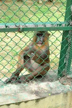 Mandrill monkey behind chain link fence in zoo enclosure looking at camera Stock Photos
