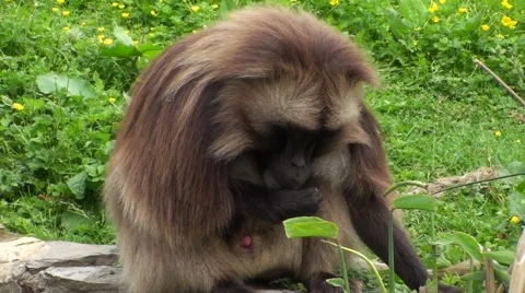 Mandrill Monkey in the bush 스톡 동영상 50569996