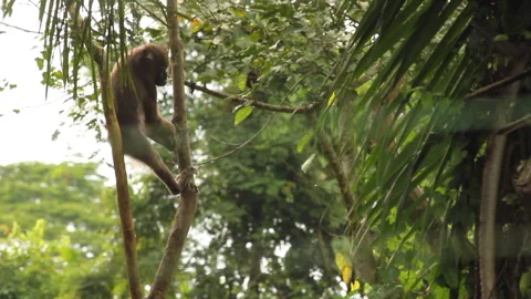 Mandrill Monkey Chilling in Kenyan Tree Stock Footage 137745724