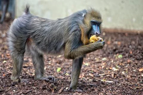 Mandrill Monkey close up portrait while eating an apple Stock Photos