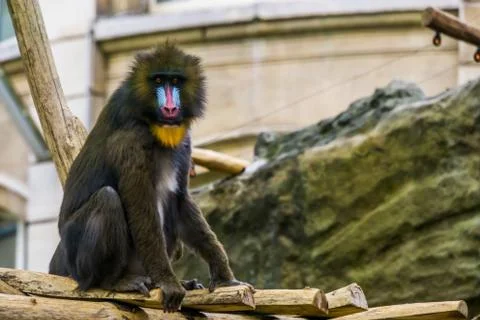 Mandrill monkey in closeup, large primate with a colorful nose, vulnerable an Stock Photos