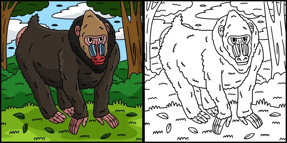 Mandrill Monkey Coloring Page Colored Illustration Stock Illustration