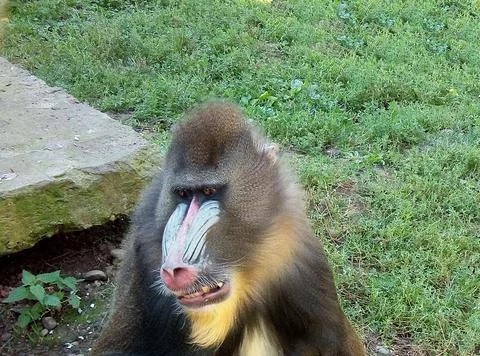 Mandrill monkey on the grass at the zoo Stock Photos