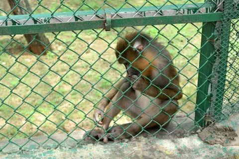 Mandrill monkey grooming itself behind chain link fence in zoo enclosures Stock Photos