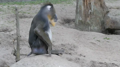 Mandrill monkey. Mandrillus sphinx. 動画素材 97175863