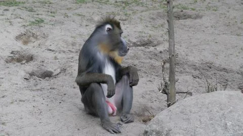 Mandrill monkey. Mandrillus sphinx. Stock Photos