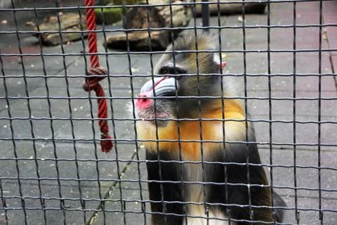 Mandrill monkey Stock Photos