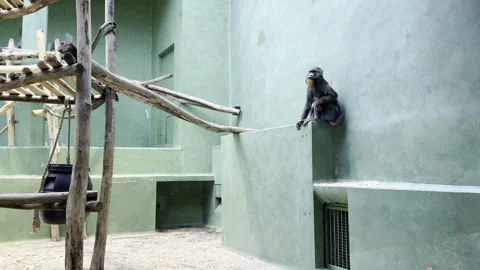 A mandrill monkey sits alertly on a concrete ledge within a spacious zoo. Видео 343877568