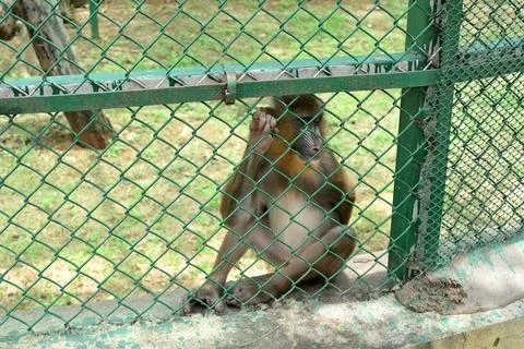 Mandrill monkey sitting behind chain link fence in wildlife conservation en.. Stock Photos