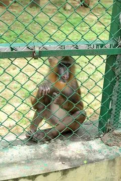 Mandrill monkey sitting behind chain link fence in wildlife conservation park Stock Photos